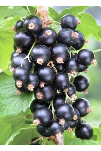 Грона ягід чорної смородини Фараон